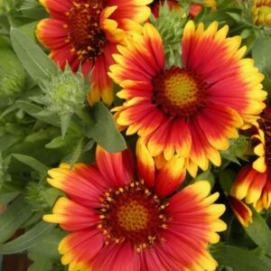 Gaillardia aristata - Kokárdavirág "Bremen/Torchlight" (min. 20 szem mag)