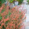 Agastache aurantiaca - Narancssárga izsópfű Navajo Sunset" (min. 20 szem) - Image 3