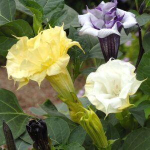 Datura metel - Angyaltrombita "Ballerina mix" (min. 10 szem mag)