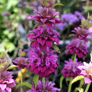 Monarda citriodora - Bergamot méhbalzsam "Bergamo" (min. 10 szem)