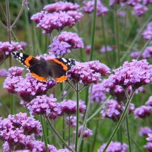 Verbena bonariensis - Ernyős verbéna (min. 30 szem)