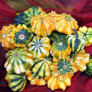 Cucurbita - Dísztök "csíkos csillag MIX" (min. 5 szem)