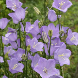 Campanula persicifolia - Baracklevelű harangvirág "Blue Bells" (min. 20 szem)