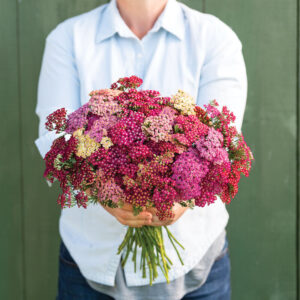 Achillea millefolium - közönséges cickafark "Flowerburst Red shades" (min. 20 szem)
