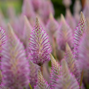 Ptilotus exaltatus - Mula-mula "Matilda F1" (min. 5 szem)