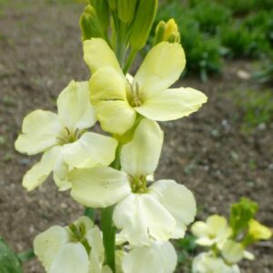 Erysimum cheiri - Sárgaviola "Ivory white" (min. 20 szem)