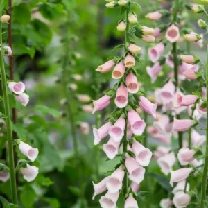 Digitalis purpurea - Gyűszűvirág "Apricot" (min. 20 szem)