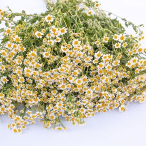 Tanacetum parthenium - Őszi margitvirág "Victory Single white" (min. 20 szem)