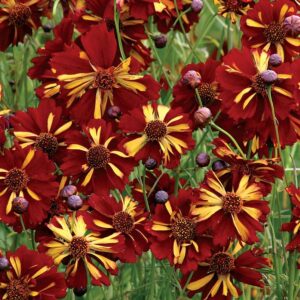 Coreopsis tinctoria - Menyecskeszem "Roulette" (min. 20 szem)
