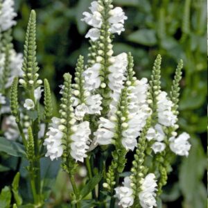 Physostegia virginiana - Fehér füzérajak "Alba" (min. 20 szem)
