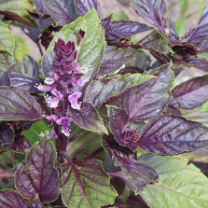 Ocimum basilicum - Fahéjillatú bazsalikom "Spice Boys Ararat" (min. 20 szem)