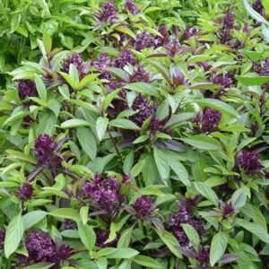 Ocimum basilicum - Thai bazsalikom "Siam Queen" (min. 10 szem)