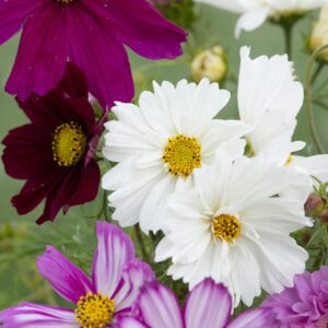 Cosmos bipinnatus - Pillangóvirág "Sahin színkeverék" (min. 20 szem)