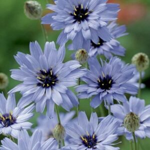 Catananche caerulea - Zörgővirág "Amor blue" (min. 20 szem)