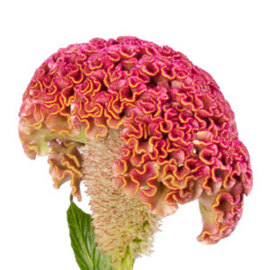 Celosia argentea - Tarajos celózia "Reprise Rose" (min. 20 szem)