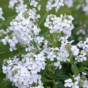 Hesperis matronalis - Hölgyestike "fehér" (min. 20 szem)