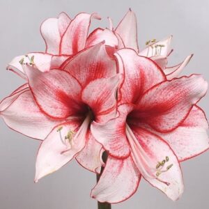 Amaryllis "Charisma" (1 db)
