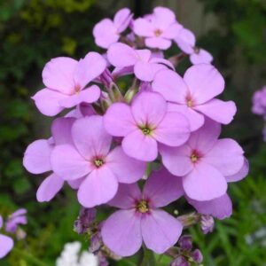 Hesperis matronalis - Hölgyestike (min. 20 szem)