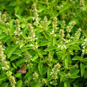 Ocimum canum - Citromillatú bazsalikom (min. 20 szem)