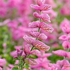 Salvia horminum - Egynyári zsálya "Pink Sunday" (min. 20 szem)