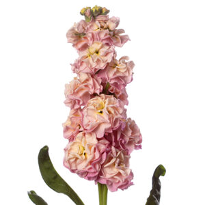 Matthiola incana - Nyári viola "Champagne" (min. 20 szem)