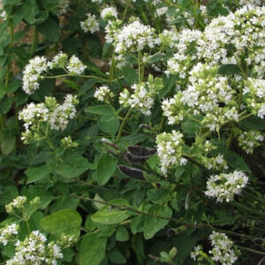Origanum vulgare var. albiflorum - Fehér virágú oregánó (min. 40 szem)