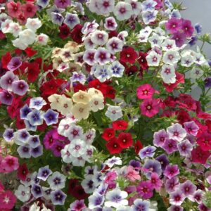 Phlox drummondii - Egynyári flox "Tapestry MIX" (min. 20 szem)