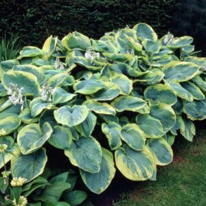 Hosta sieboldiana "Frances Williams" - Hamvas árnyékliliom (1 db)