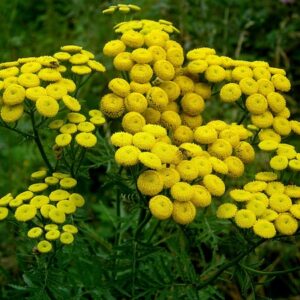 Tanacetum vulgare - Gilisztaűző varádics (min. 40 szem)