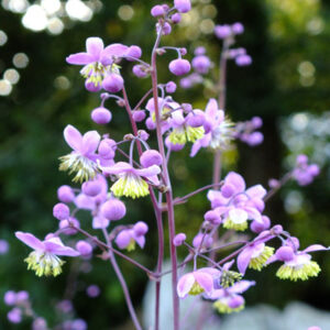 Thalictrum delavayi - Szárnyastermésű borkóró (min 10 szem mag)