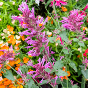 Agastache cana - Kolibrimenta "Heather Queen" (min. 10 szem mag)