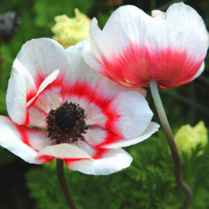 Anemone coronaria "Bicolor" - Szellőrózsa (3db)
