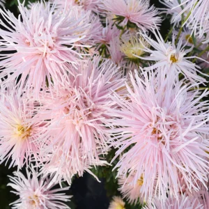 Callistephus chinensis / Aster - Őszirózsa "Starlight L Pink" (min 30 szem)