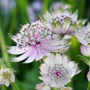 Astrantia major - Nagy völgycsillag (min 10 szem)