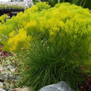 BIGELOWIA nuttallii -  (min. 20 szem)