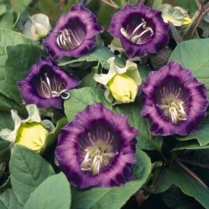 Cobaea scandens - Serleglonc (min. 10 szem)