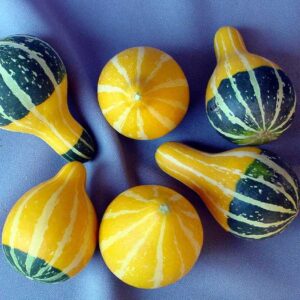 Cucurbita - Dísztök "Kétszínű körte" (min. 5 szem)