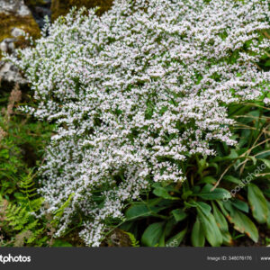 Goniolimon tataricum - Tatár sóvirág (min. 20 szem mag)