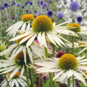 Echinacea purpurea - Kasvirág "White Swan" (min. 10 szem)