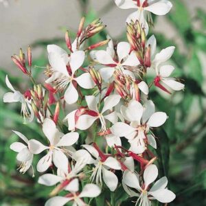 Gaura lindheimeri - Díszgyertya "The Bride" (min. 10 szem)