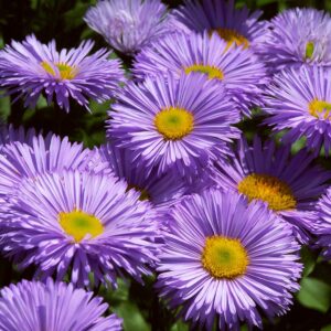 Erigeron speciosus - Pompás küllőrojt "Grandiflorus" (min. 20 szem)