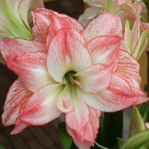 Amaryllis "Double Record" (1 db)