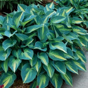 Hosta "June" - Árnyékliliom (1 db)