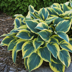 Hosta "First Frost" - Árnyékliliom (1 db)