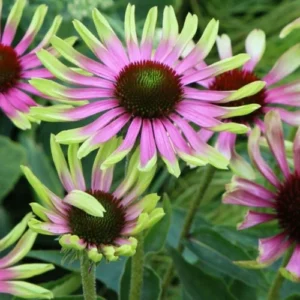 Echinacea purpurea - Kasvirág "Green twister" (min. 10 szem)