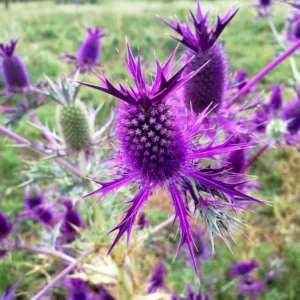 Eryngium leavenworthii - Lila iringó "Purple sheen" (min. 10 szem)