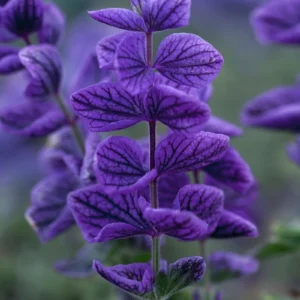 Salvia horminum - Egynyári zsálya "Oxford Blue" (min. 20 szem)
