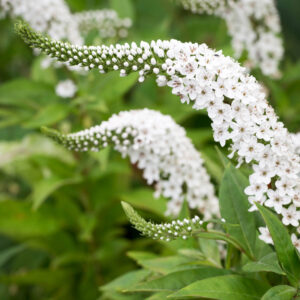 Lysimachia clethroides GOLD N. - Hattyúnyakú lizinka "Lady Jane" (min. 10 szem)