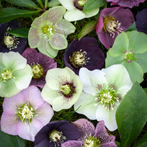 Helleborus orientalis hybr - Hunyor MIX (min. 10 szem)