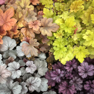 Heuchera - Tűzeső "színkeverék" (min. 30 szem mag)